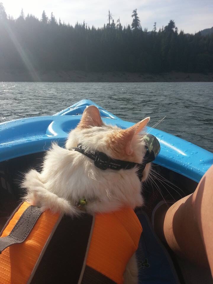 A flame-point himalayan, Noodle, sits between a pair of legs in the body of a kayak, gazing out across the water to the wooded shore in the distance